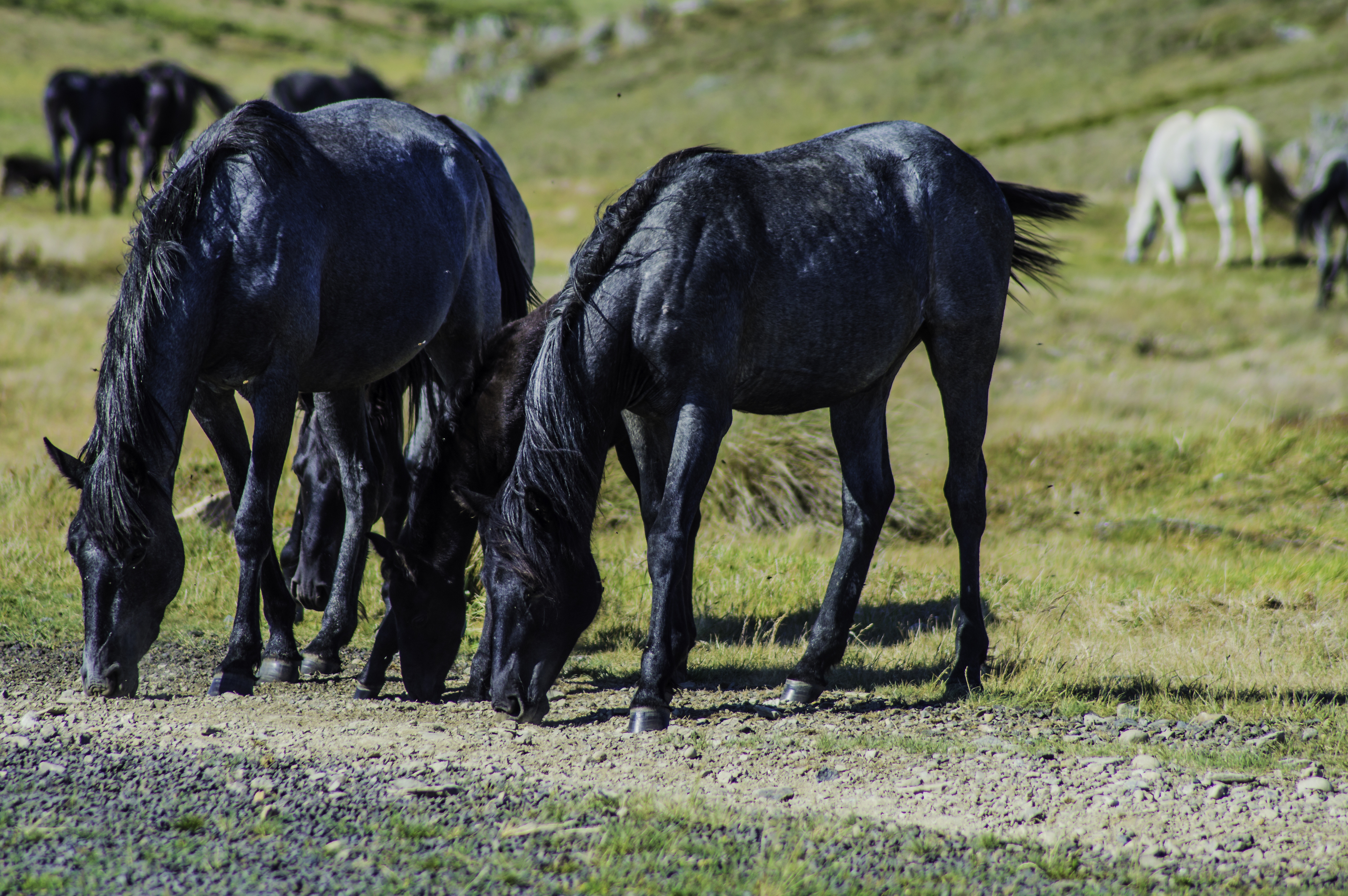 Article image for Mountain cattleman’s plan to save brumbies from High Country cull