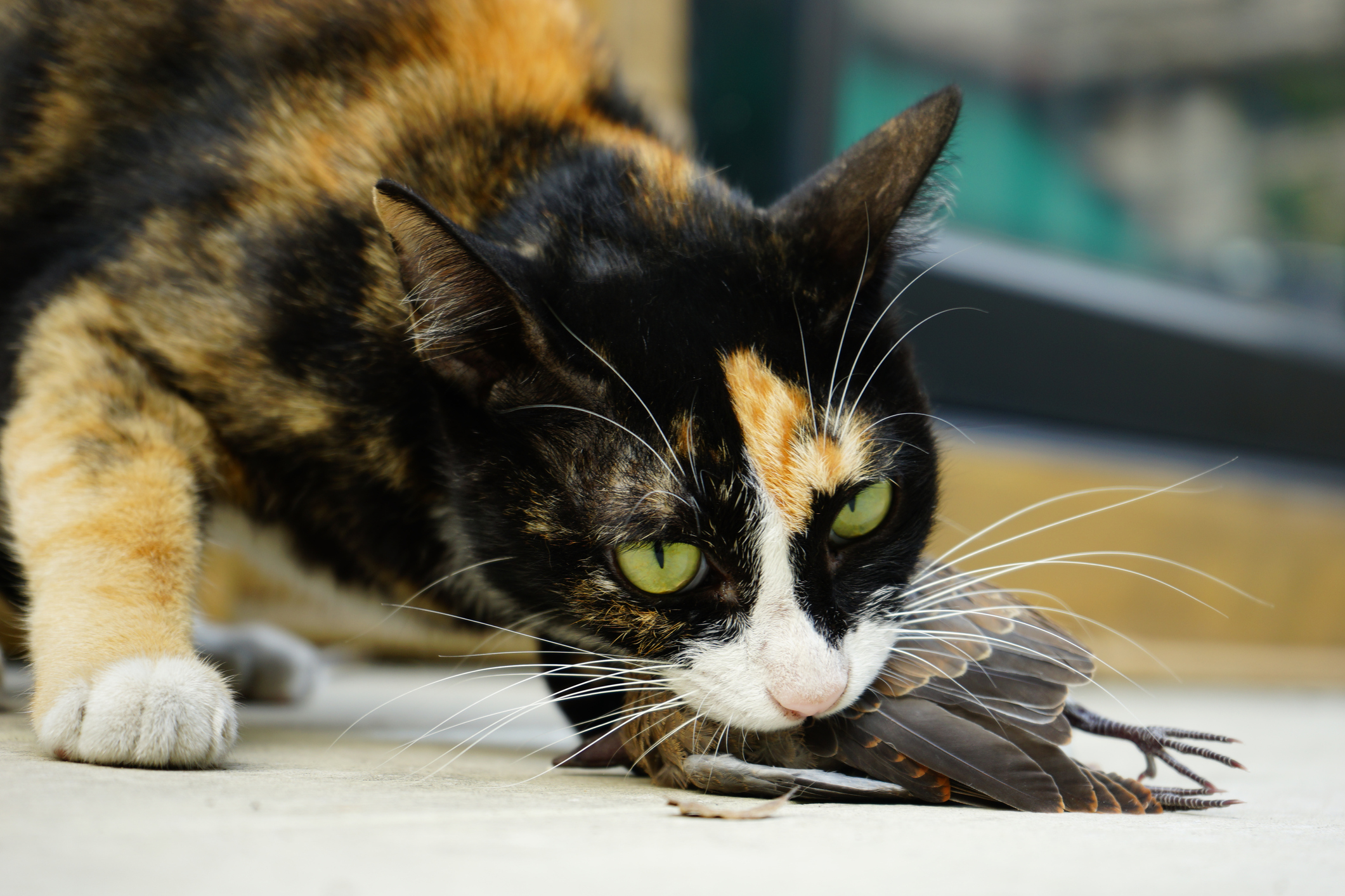 Article image for The ‘staggering’ number of native animals the average pet cat kills every year