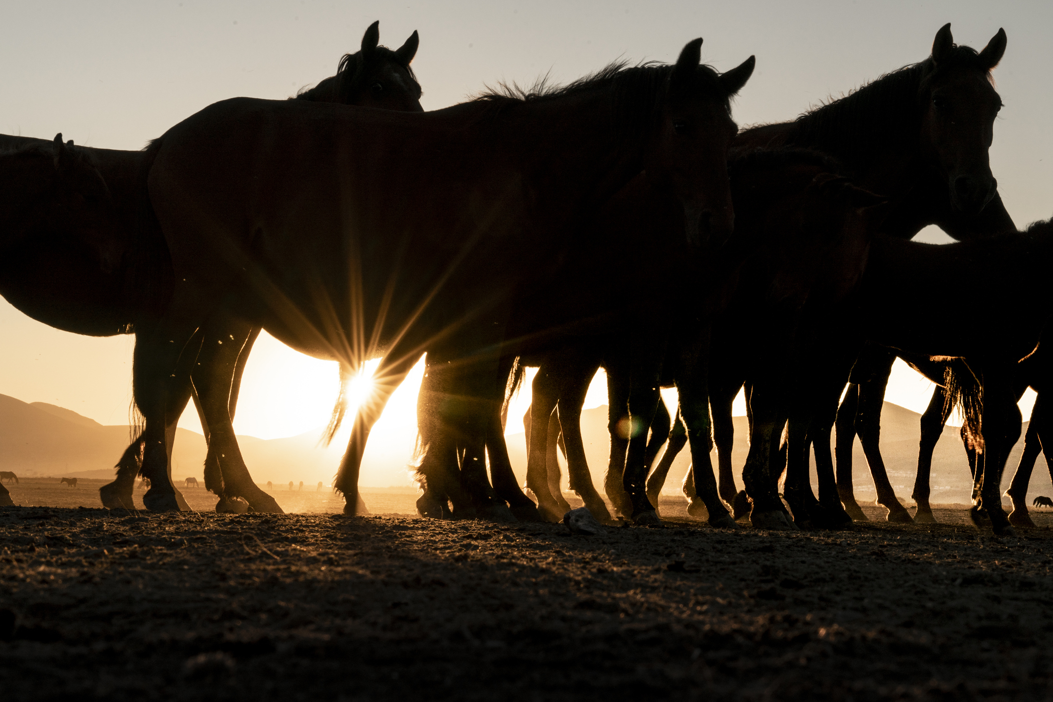 Article image for Debate ramps up over brumby removal in alpine national parks