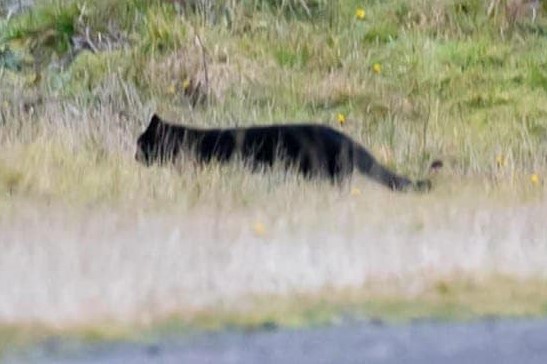 Article image for Otway panther? Photographer snaps pictures of big cat