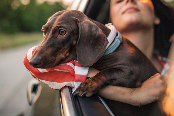 Article image for The problem with Uber allowing pets to come along for the ride