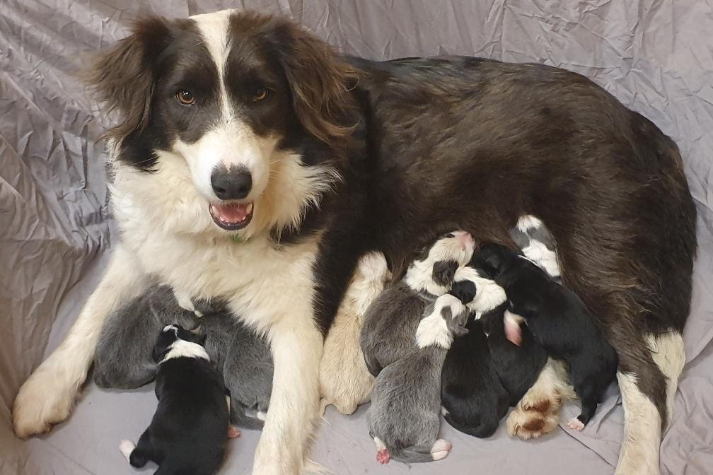 Article image for Flossy gives birth to pup set to help family grieving after Eastern Freeway tragedy