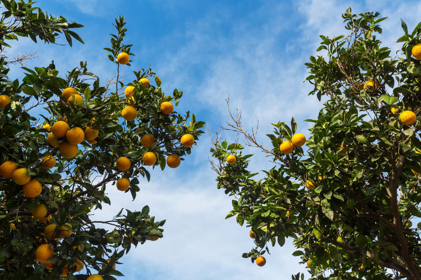 Citrus harvest continues through border closures