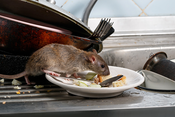 Article image for Why rat and mice populations are surging in Melbourne’s suburbs