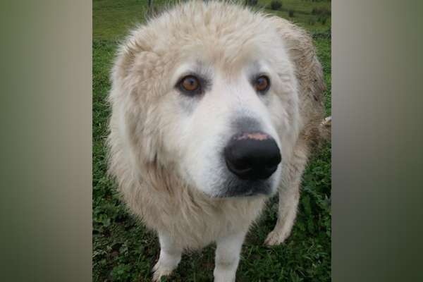 Article image for Spate of Maremma dog thefts from Yarra Ranges farms spark dog fighting fears