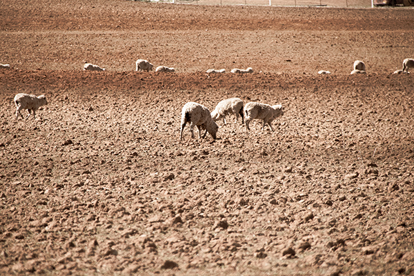 Article image for How farmers are being hamstrung by infuriating border bureaucracy