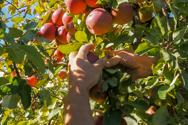 Article image for Victorian Farmers Federation boss says cash bonus makes fruit picking ‘quite lucrative’