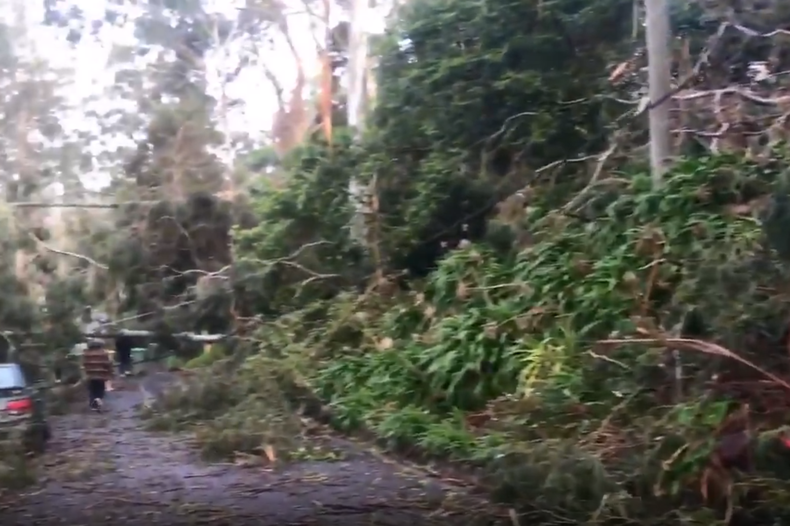 Article image for Heroes rescue elderly neighbour after storm causes ‘utter destruction’ in Belgrave