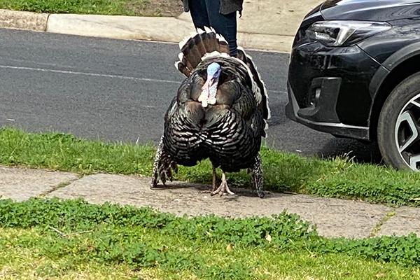 Article image for Turkey on the loose at Templestowe
