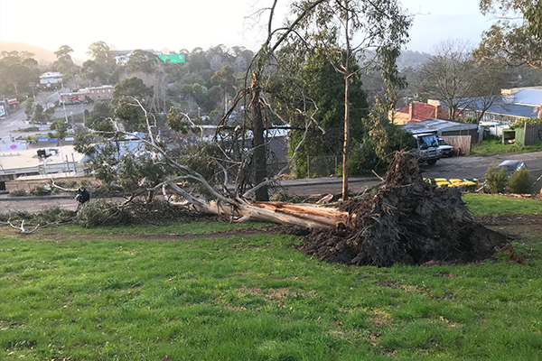 Article image for Triple tragedy: Three killed as wild winds ripped through Victoria