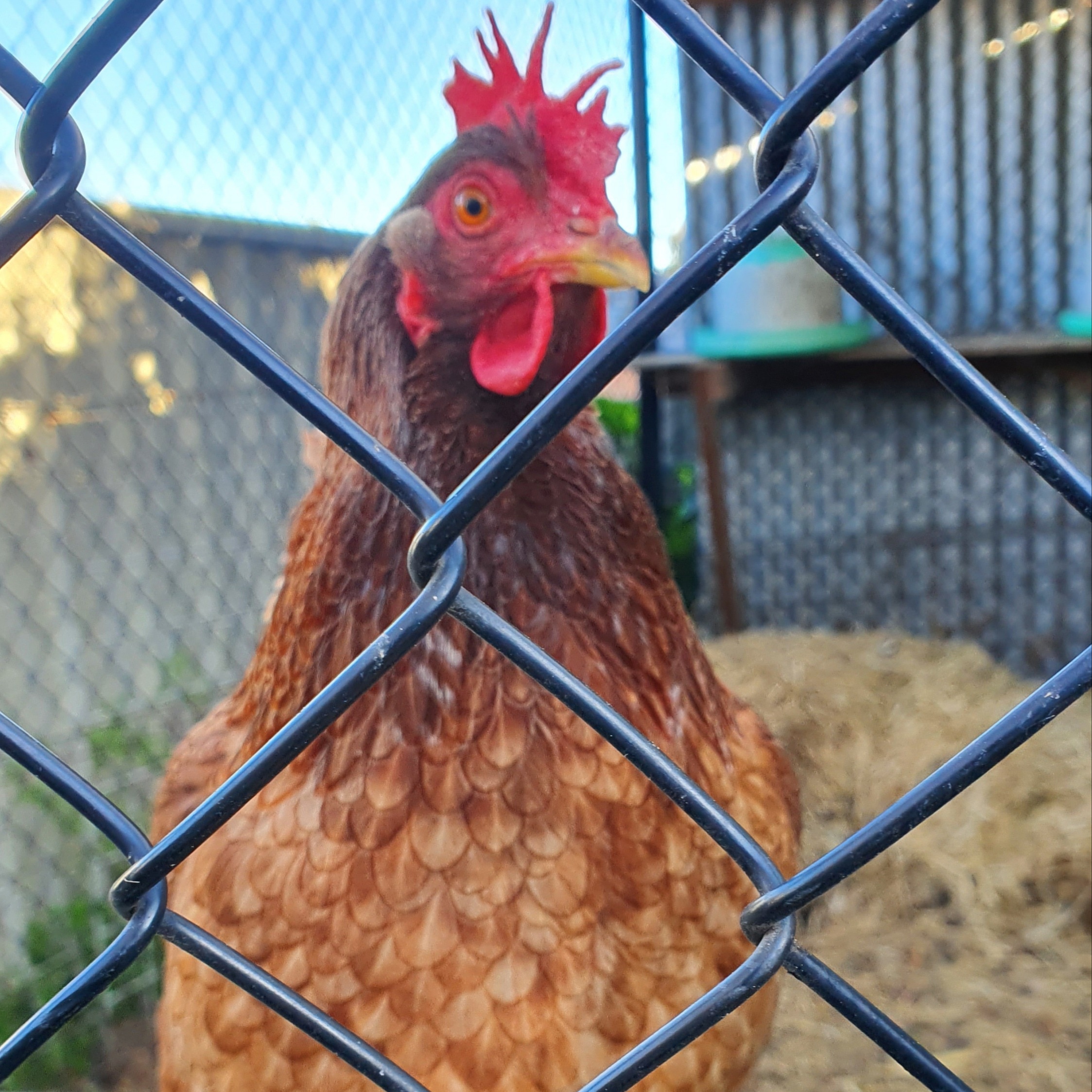 Article image for Denis Walter and his old chook