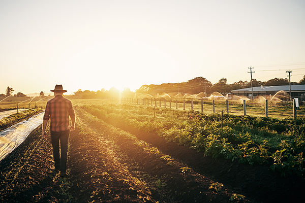 Article image for ACCC to investigate regulations between farmers, processors and retailers