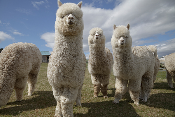 Article image for How alpacas could be the key to finding a COVID-19 cure