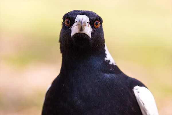 Article image for Why experts fear magpie swooping season may be worse than usual this year