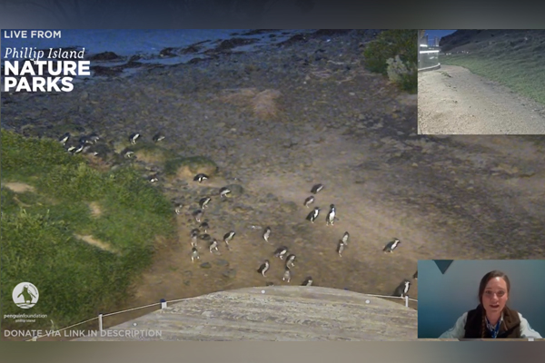 Article image for Watch the Phillip Island Penguin Parade from your living room