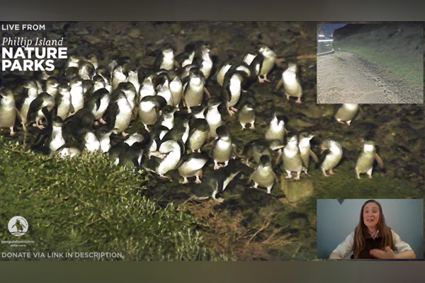 Article image for The unexpected star of the Phillip Island Penguin Parade live stream