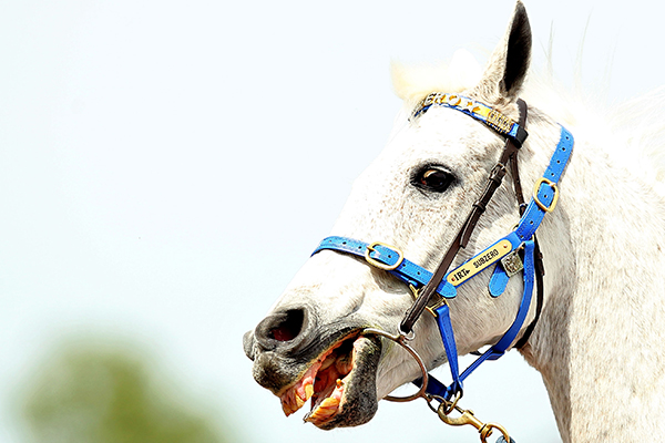 Article image for Iconic racehorse Subzero dies aged 31
