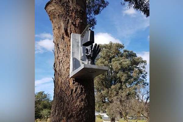 Article image for What is it? The unusual tree adornment that’s puzzling Diamond Creek residents