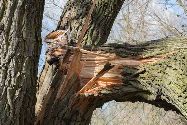 Article image for ‘People need to be aware of it’: Tree warning as wet, windy weather returns