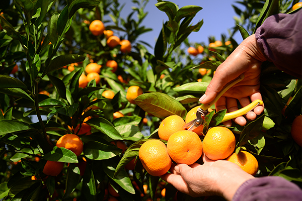 Article image for Push to get ‘grey nomads’ picking fruit