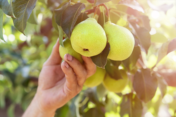 Article image for Push for incentives to encourage school leavers to spend their gap year picking fruit