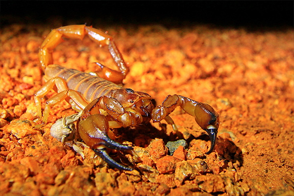 Article image for Why giant scorpion populations are surging in parts of Victoria and NSW