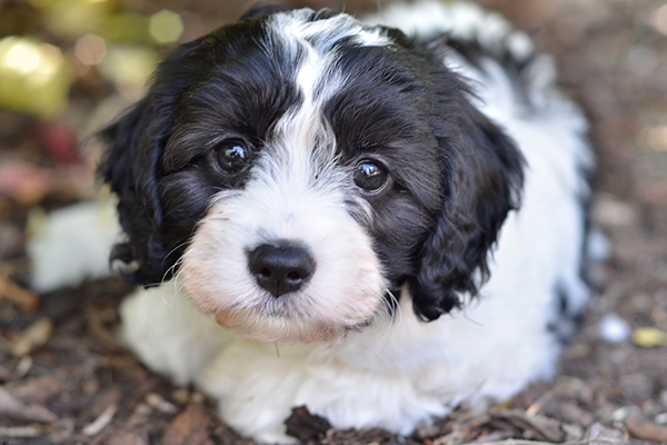 Article image for Puppy prices soar due to demand in lockdown-hit Victoria