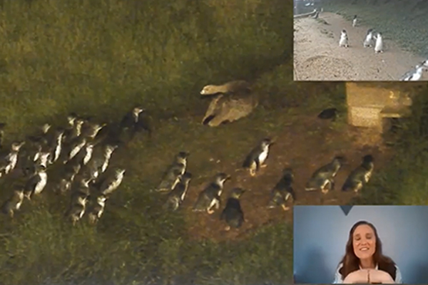 Article image for Penguins v giant goose: Tense stand-off at Phillip Island Penguin Parade