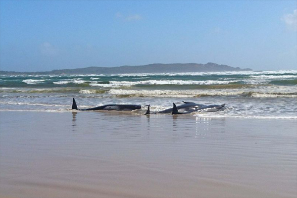 Article image for How rescuers plan to save hundreds of whales stranded off Tasmania’s west coast