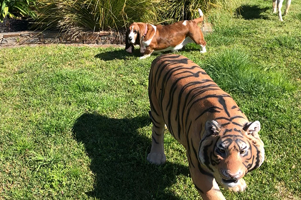 Article image for Life-sized tiger model pinched from yard of prominent businessman