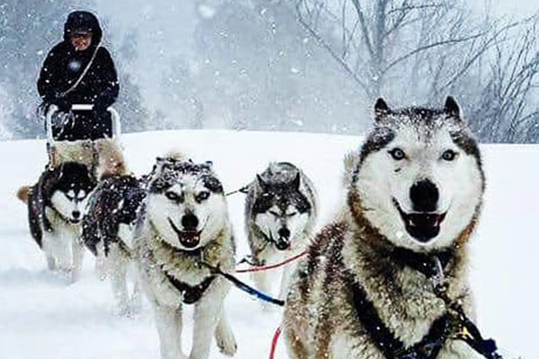 Article image for Give a dog a home: Sled dog tour operator forced to rehome huskies