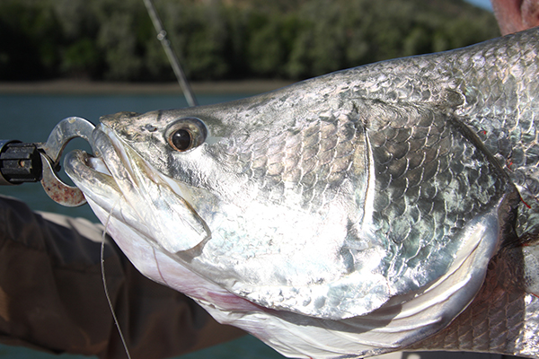 Article image for Push to use barramundi name exclusively for Aussie fish