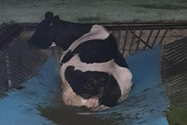 Article image for Cow stuck in an interesting situation in South Gippsland