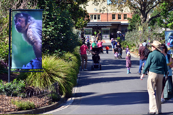 Article image for Rush on tickets as Melbourne’s zoos reopen