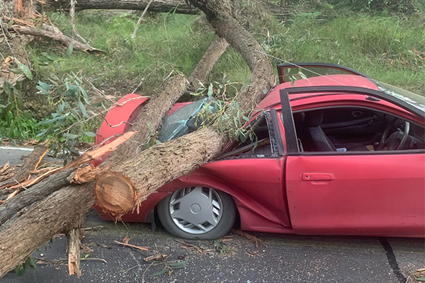 Article image for Thousands without power after wild winds bring down trees in Melbourne’s outer-east