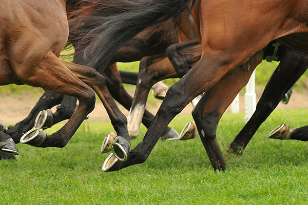 Article image for Animal activists again urge Victorians to say ‘nup’ to the Melbourne Cup