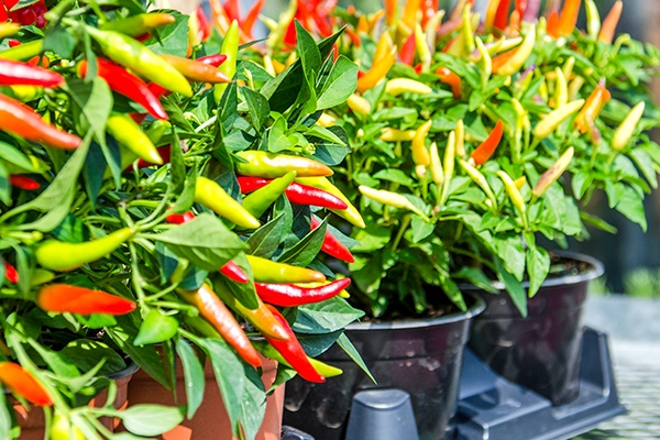 Article image for Those who eat chilli live longer, new study finds!