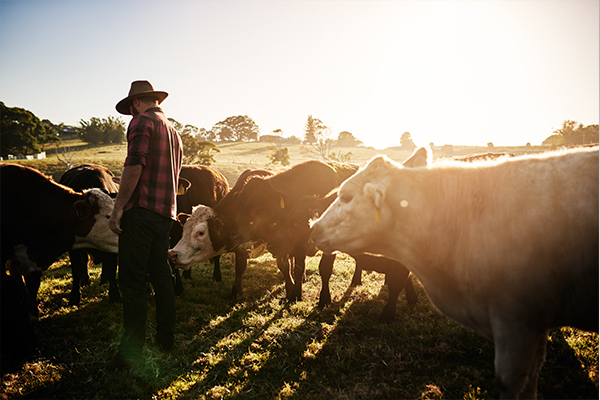 Article image for Victorian farmers rejoice amid ‘best season in their lifetimes’