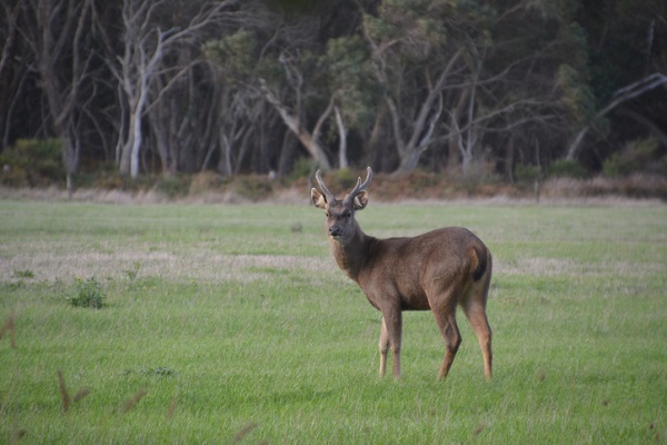 Article image for State government questioned over deer control strategy