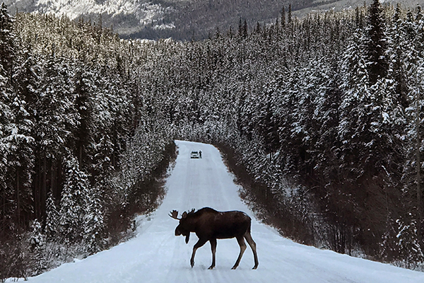 Article image for Why Canadians have been warned not to let moose lick their cars