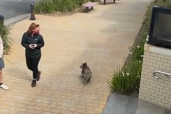 Article image for Koala cruises past pub along main street in coastal town!