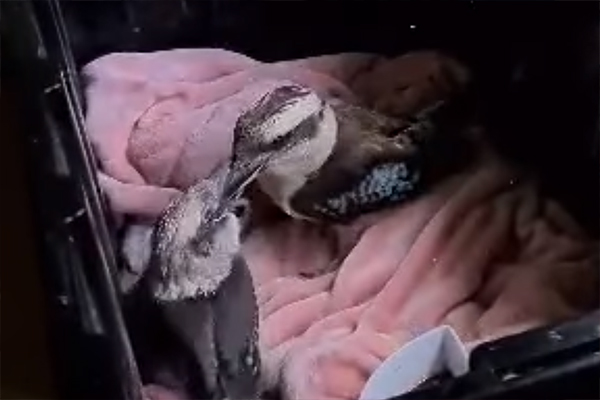 Article image for VIDEO: ‘Extraordinary’ footage of orphan baby kookaburra