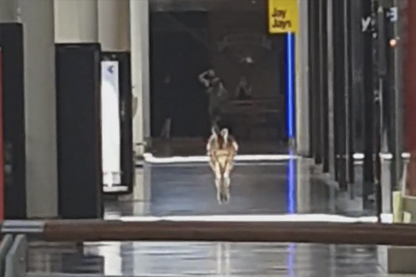 Article image for VIDEO: Kangaroo hops through Melbourne shopping centre