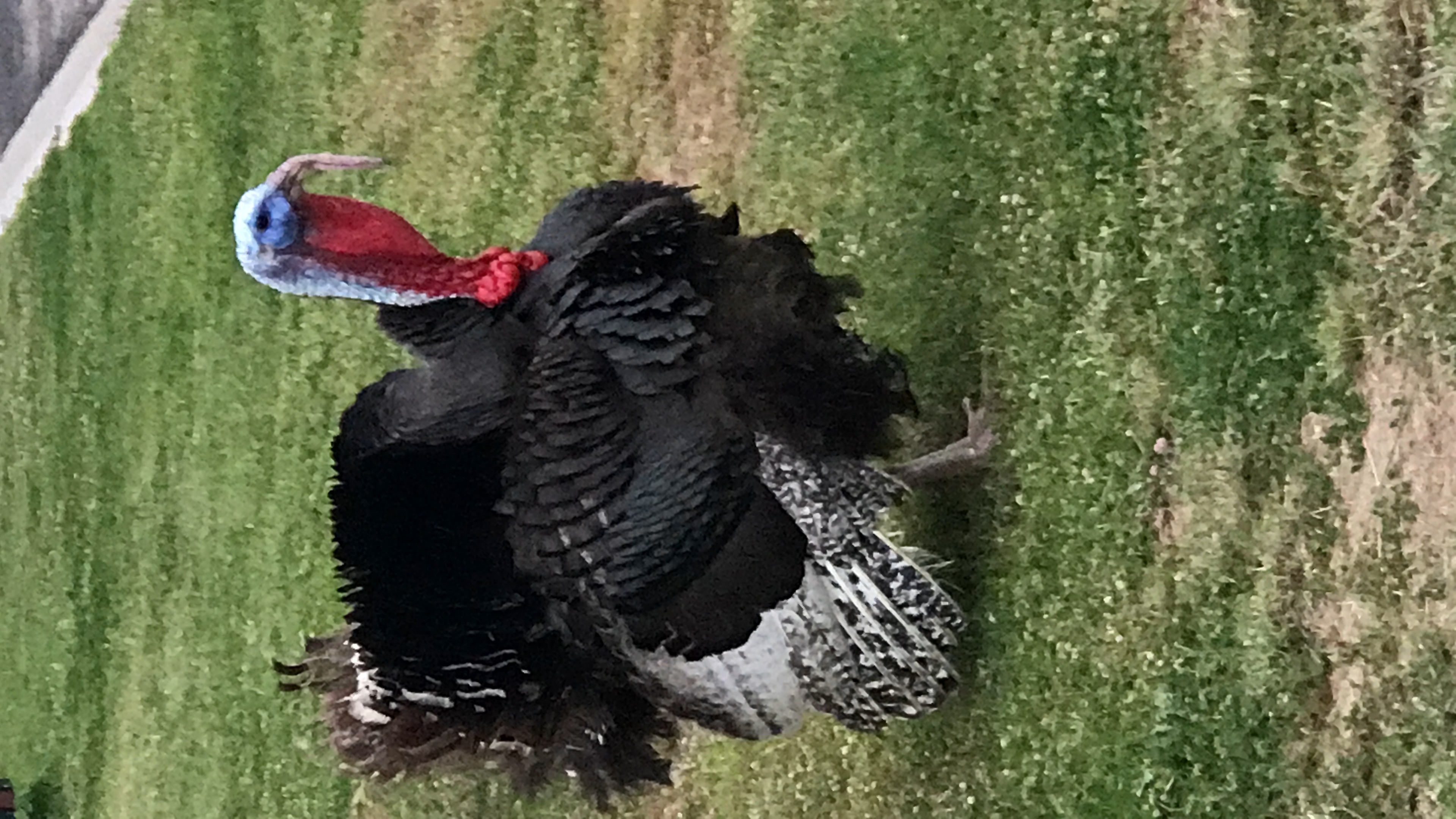Pet turkey the star of a Victorian town 3AW
