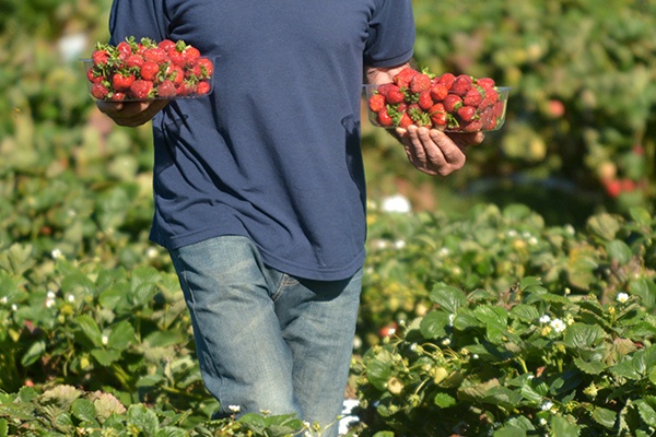 Article image for Fruit and vegetable shortages likely as Australian farm work crisis reaches breaking point