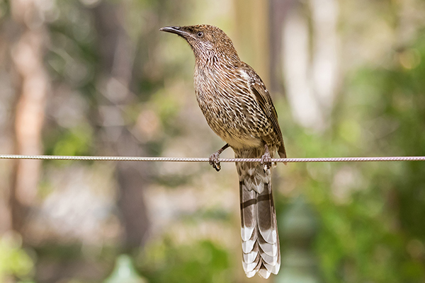 Article image for Ross’s son does a hilarious impersonation of Melbourne’s most annoying bird