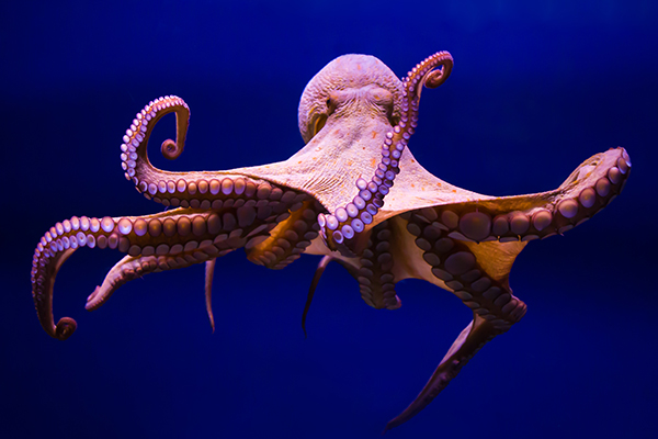 Article image for Why octopuses have been spotted punching fish