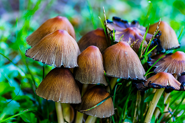 Article image for How magic mushrooms could help treat severe anxiety