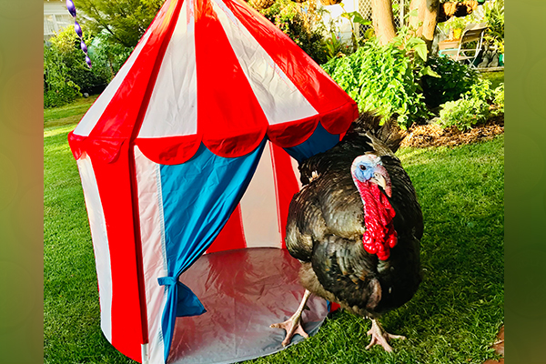 Article image for Pet turkey becomes the star of a Victorian town