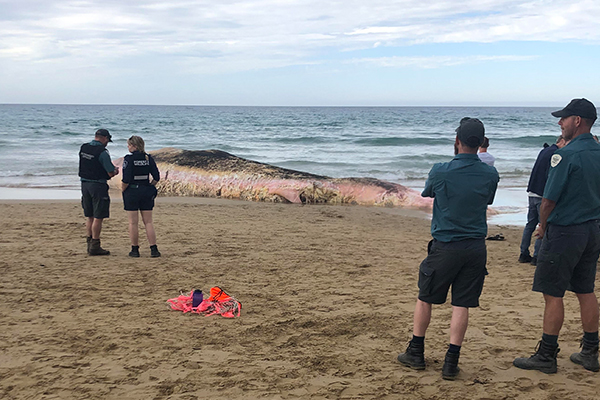 Article image for Shark warning after ‘enormous’ whale washes up on Great Ocean Road beach